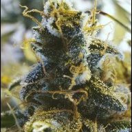 LemonHaze