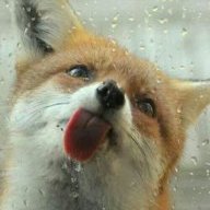 ListredFox