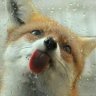 ListredFox