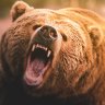 Grizzly