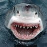 BalaSharK